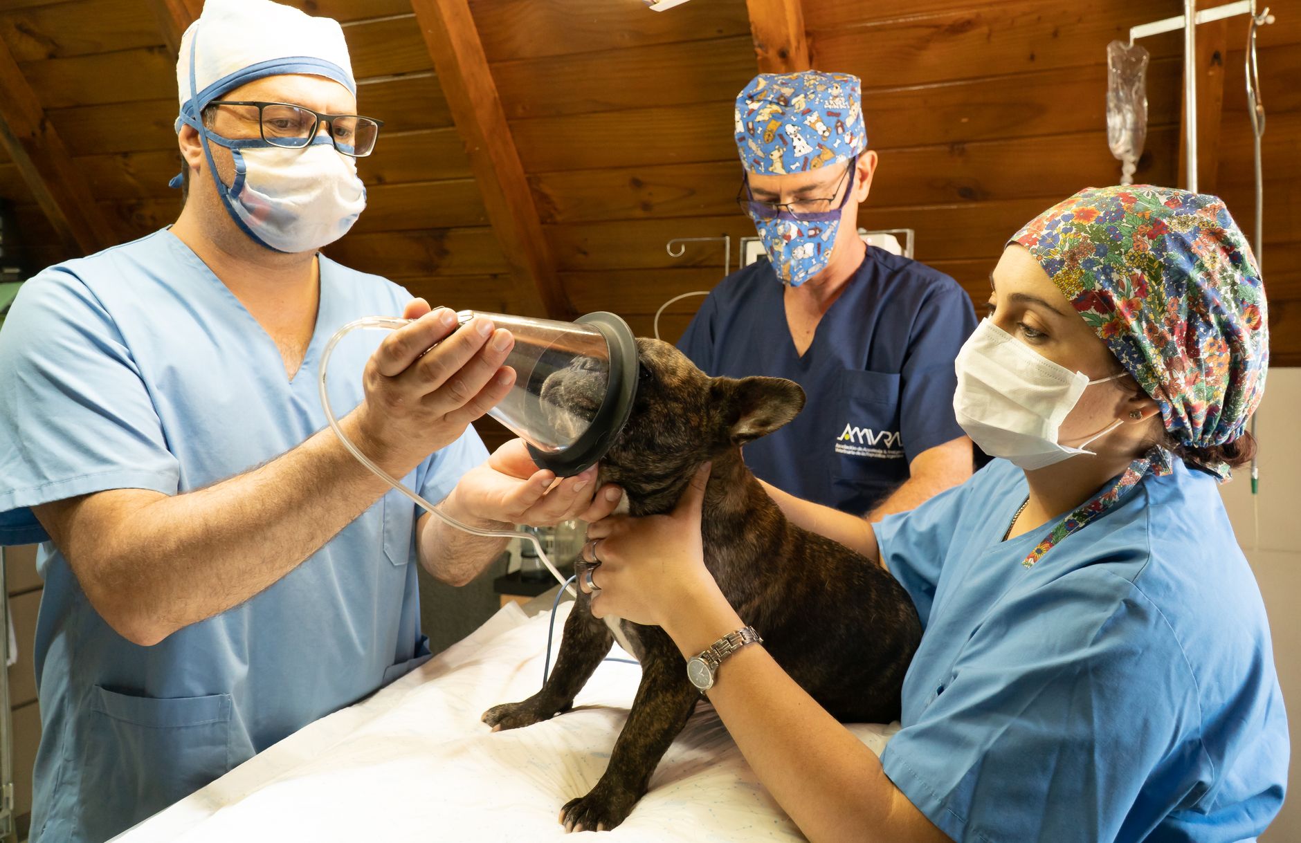 Pet Surgery: The Most Common Services and Why They’re Needed
