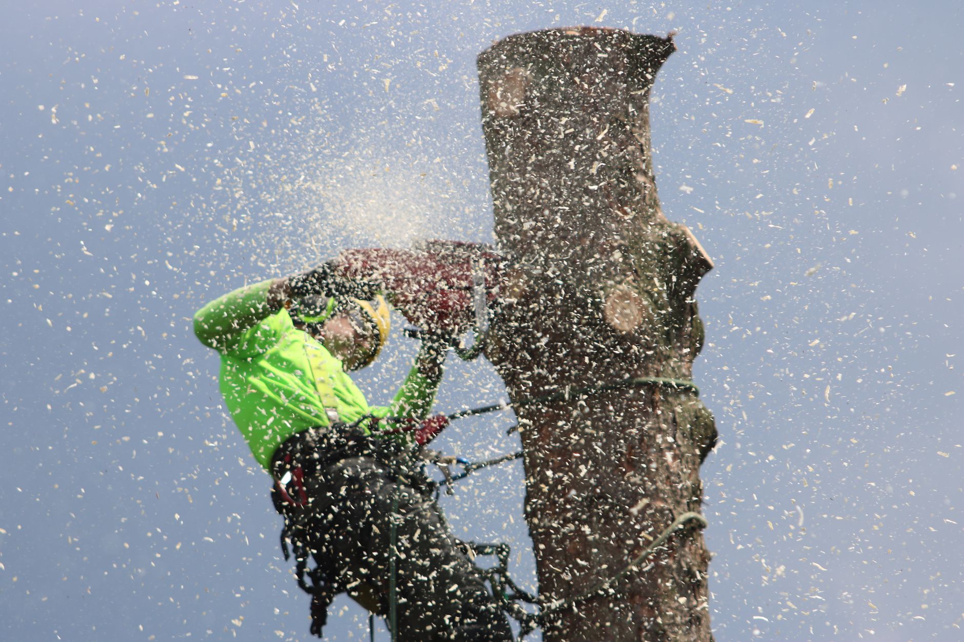 The Top Tree Services Every Property Owner Should Invest In