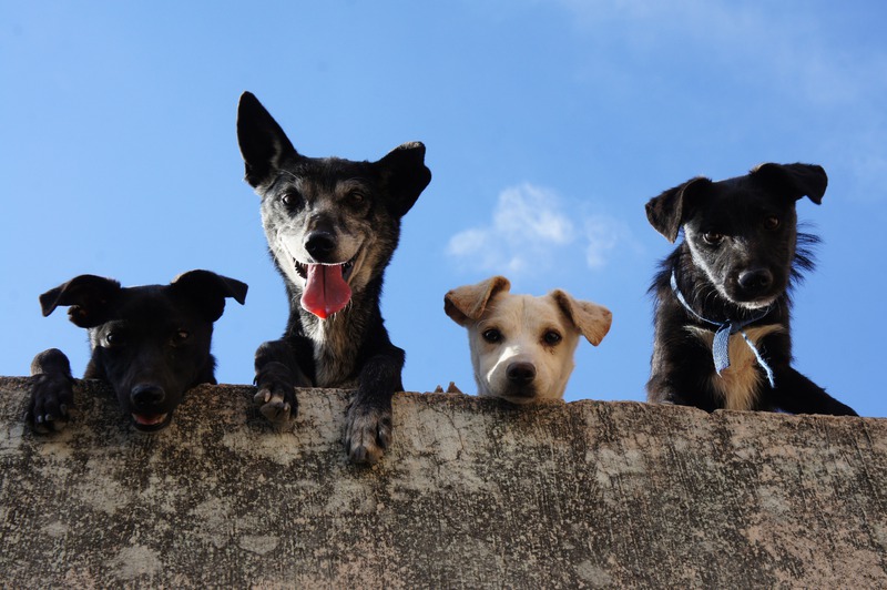 How Can I Prepare My Pet for a Wellness Exam?